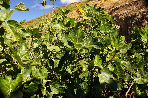 An einem felsigen Hang wächst eine Feigenbusch mit zahlreichen grünen und einigen reifen Früchten.