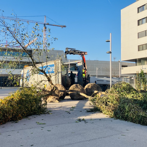 Ein Lastwagen am Maria-Trapp Platz entlädt Bäume. Vier große Bäume samt Wurzelballen liegen am Boden, einer wird gerade entladen.
