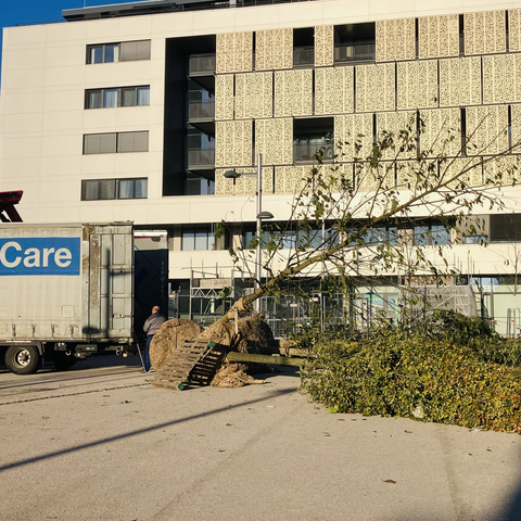 Ein großer Baum liegt vorbereitet zur Pflanzung auf einem Platz aus Beton. Links am Bildrand steht der LKW der in geliefert hat. Im Hintergrund ist ein 6 stöckiges Haus mit hellbeiger Fassade. In Kombination mit dem hellen Beton wirkt der Platz sehr eintönig. Nur die einzelnen Blätter des Baums im Spätherbst bilden dazu einen Farbkontrast.