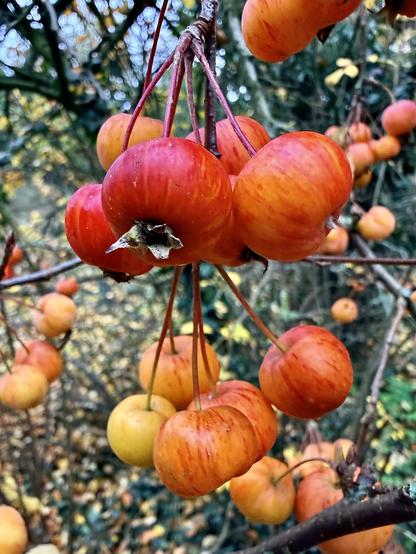 Some Grab Apple trees here in Yorkshire are doing absolutely fine. Lovely colours.