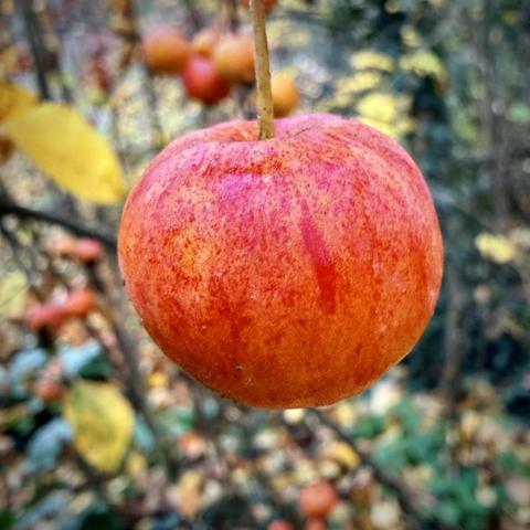 This Crab Apple is only small. Maybe 1.5 cm diameter but looking very pretty.