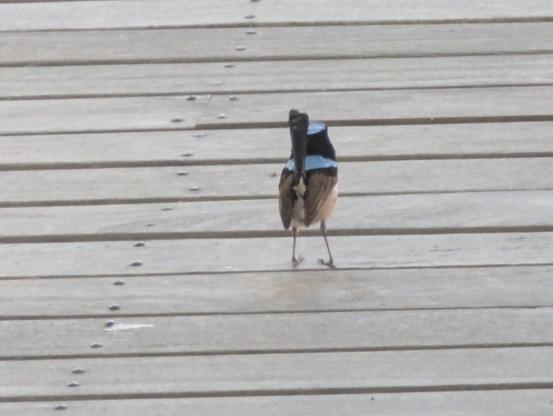 In a wooden deck a blue Wren showing me his behind as he zips off the ground the next second