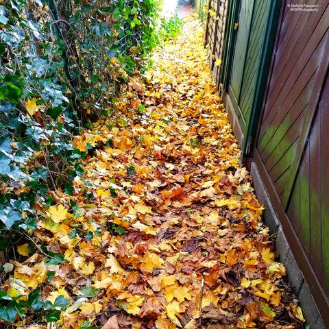 A narrow path covered with yellow Autumn foliage.

© Stefanie Neumann - #KBFPhotography