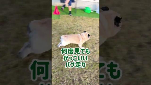 【帰らんけん】主から逃げたおす💨💨わんぱく😈パグ次郎#パグ #犬のいる生活 #ドッグラン #pug