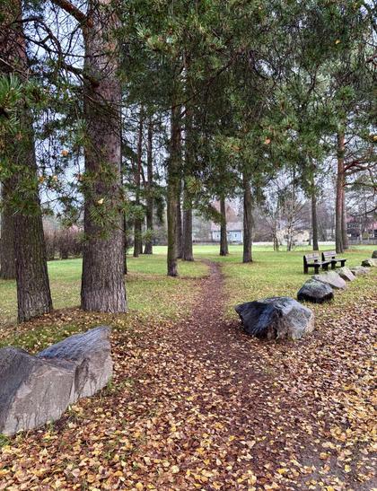 path among pines and rocks with leaves on ground