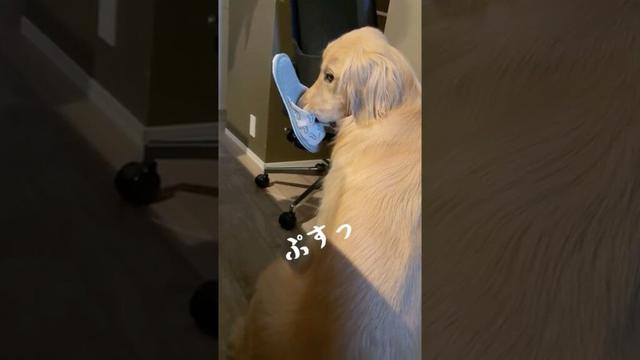 ぷすっ #大型犬 #ゴールデンレトリバー