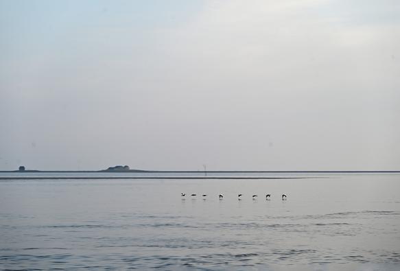 Ein Trupp Nonnengänse zieht dicht über der Wasseroberfläche vor einer Hallig über das Wattenmeer