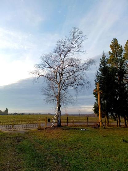 Alan Birch, a tall birch tree enjoying its last sunset. A ladder is leaning on it and some rigging materials are on the ground.
