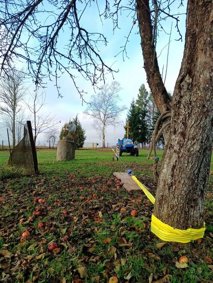 View from a large apple tree towards the rotten birch. A yellow cargo sling goes around the base of the apple tree and via a hand winch and wire rope towards the birch. The rope is under tension. A small blue tractor is parked next to the tensioned rope, barely visible a second rope attached to its draw bar.