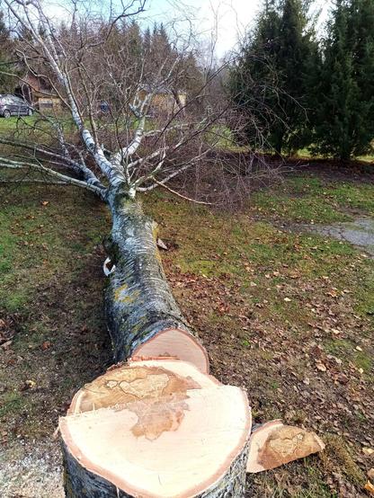 The large birch, now laying across the driveway, exactly as planned. The wedge of mostly rotten wood from the felling kerf lays next to the stump.