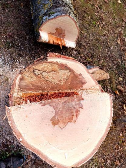 Close-up of the stump and trunk. The tree has brown rot penetrating into the core to about 40% of its cross-section and a 15% area of spongy rot on the kerf side.