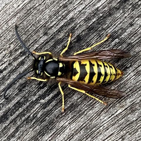 A top down view is a wasp on a greeting wooden table top. The wasp has the classic yellow and black colouration, with yellow legs. The black antennae are long and slightly curved at the end, and the abdomen has seven yellow segments with black dividing lines.