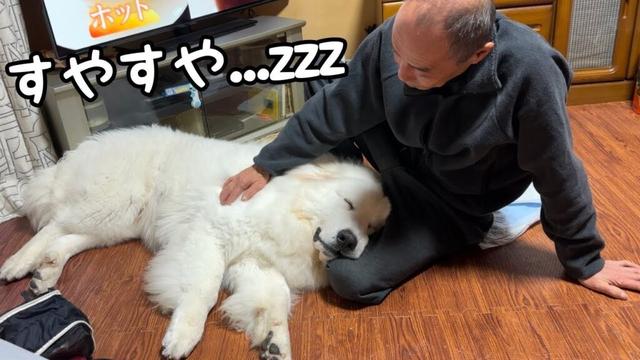 【デカ赤ちゃん】大好きな人がなでてくれるとうっとりして秒で寝落ちしちゃう生後8ヶ月の子犬｜グレートピレニーズ&オールドイングリッシュシープドッグ&トイプードル