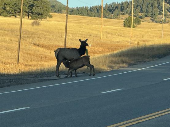 A young elk suckles from his mother on the side of the road.