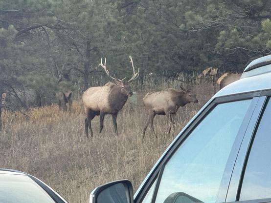 A substantial bull elk walks with a doe between road and trees