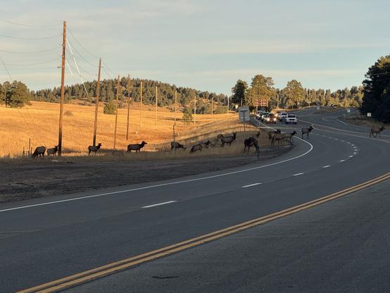 An elk herd ascends from field to cross a four lane road