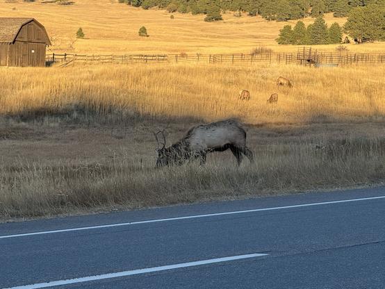A bull elk grazes alongside a road with a mountain rising beyond him.