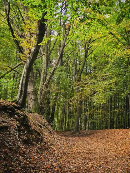 Schräger Waldrand mit braunem Laubteppich am Hang. Links ein kräftiger Baumstamm, diffuses Herbstlicht, keine Menschen.