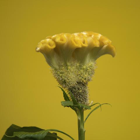 Yellow Crested Cocks Comb flower on a yellow background.