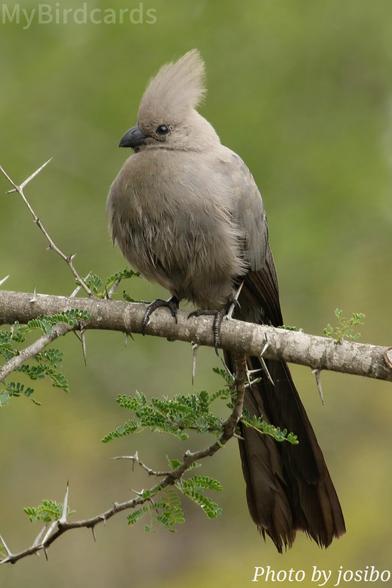 This distinctive African bird is known for its impressive, shaggy grey crest and very long tail. Its most famous feature is its loud, nasal, descending call, which sounds remarkably like "g'wa-ay" or "go-waaay." 2.5 Flash 

📷: Photo by josibo via Pixabay 
https://pixabay.com/users/josibo-4625330/