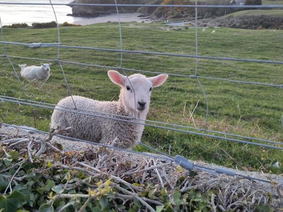 Lamb with pink ears pointing out in a green field overlooking Cemaes Bay.