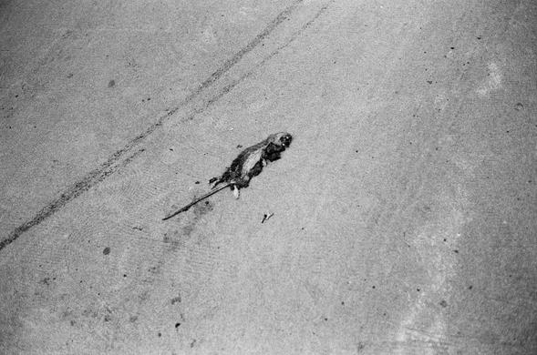 Rat mort dans la rue