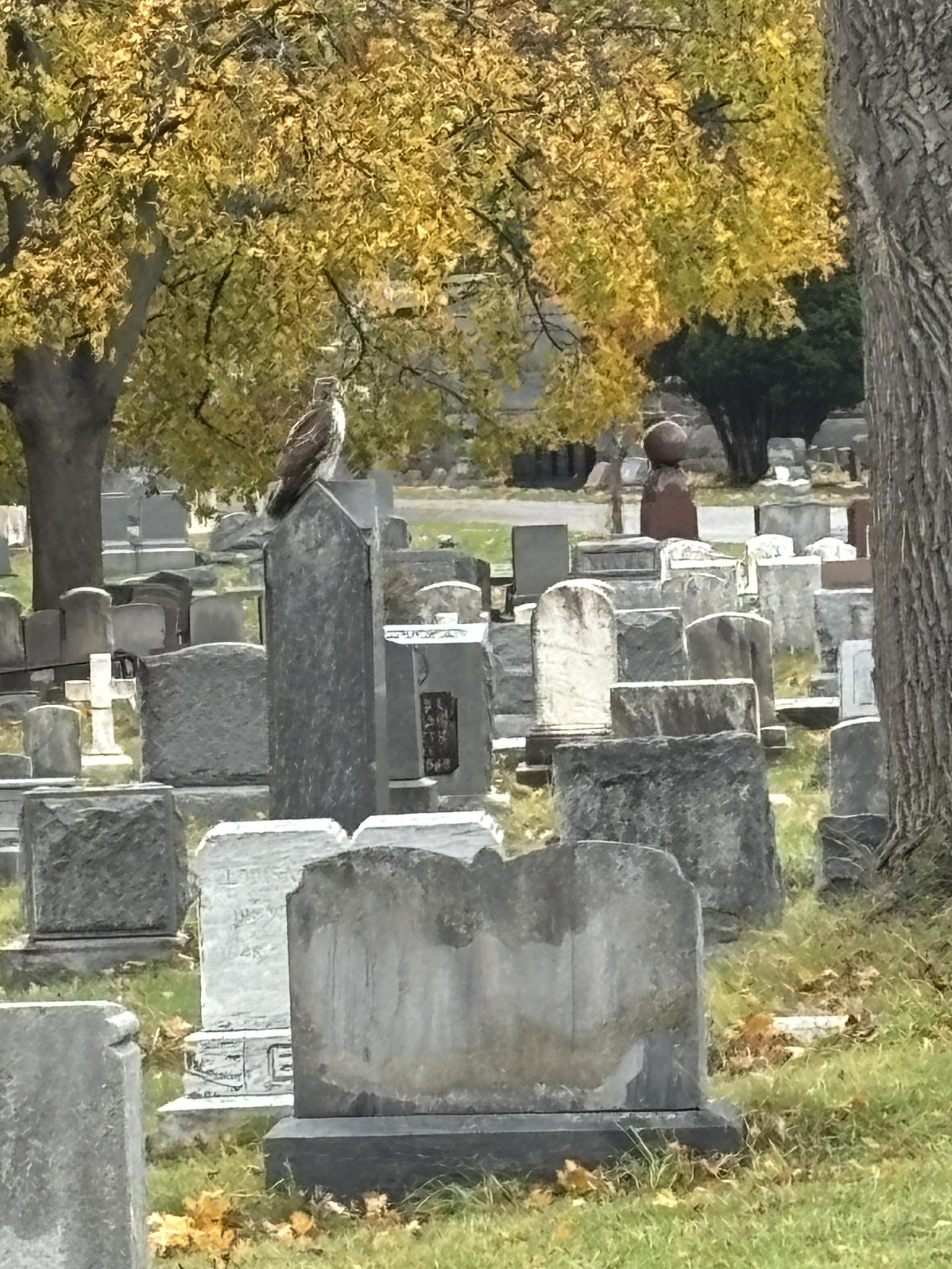 a hawk perched on a gravestone under a tree as the rain falls