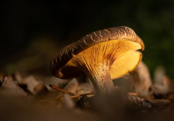 DE: Ein Waldpilz Sonnenschein auf "Augenhöhe". Seine Unterseite ist mit einem gelblich strahlendem Licht akzentuiert. Die Umgebung liegt im dunklen Schatten.

EN: A forest mushroom sunshine at ‘eye level’. Its underside is accentuated with a yellowish radiant light. The surroundings lie in dark shadow.