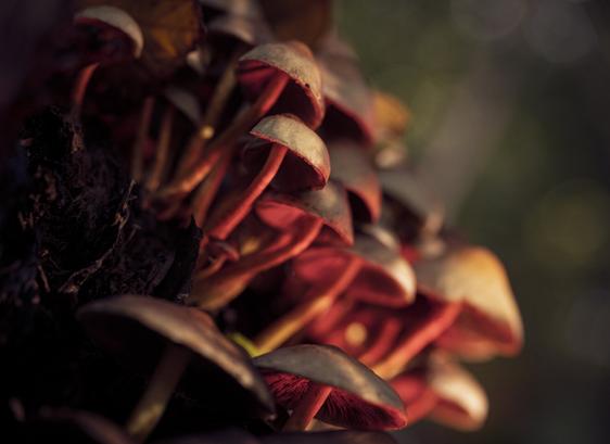 DE: Blick auf eine Kolonie Waldpilze, die aus einem zerfressenem Baumstumpf herausblicken und von unten rot angeleuchtet werden.

EN: EN: View of a colony of forest mushrooms peeking out from a rotten tree stump, illuminated from below by red light.
