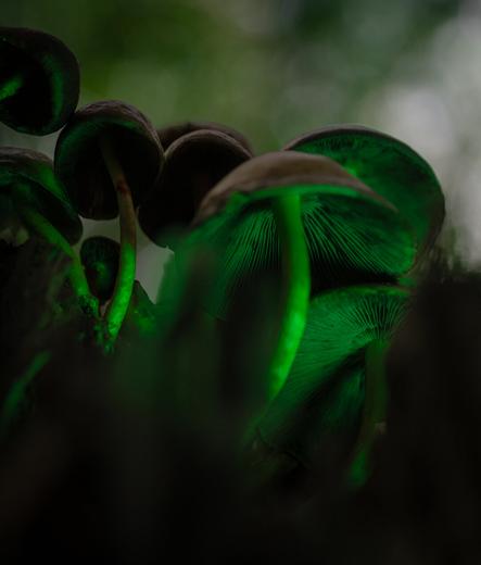 DE: Untersichtiger Blick in die Schirme einiger Waldpilze. Die feinen Lamellen sind von einem giftgrünem Licht angestrahlt, sodass sie besonders unheilvoll aussehen.

EN: View from below into the caps of some forest mushrooms. The fine gills are illuminated by a bright green light, making them look particularly ominous.