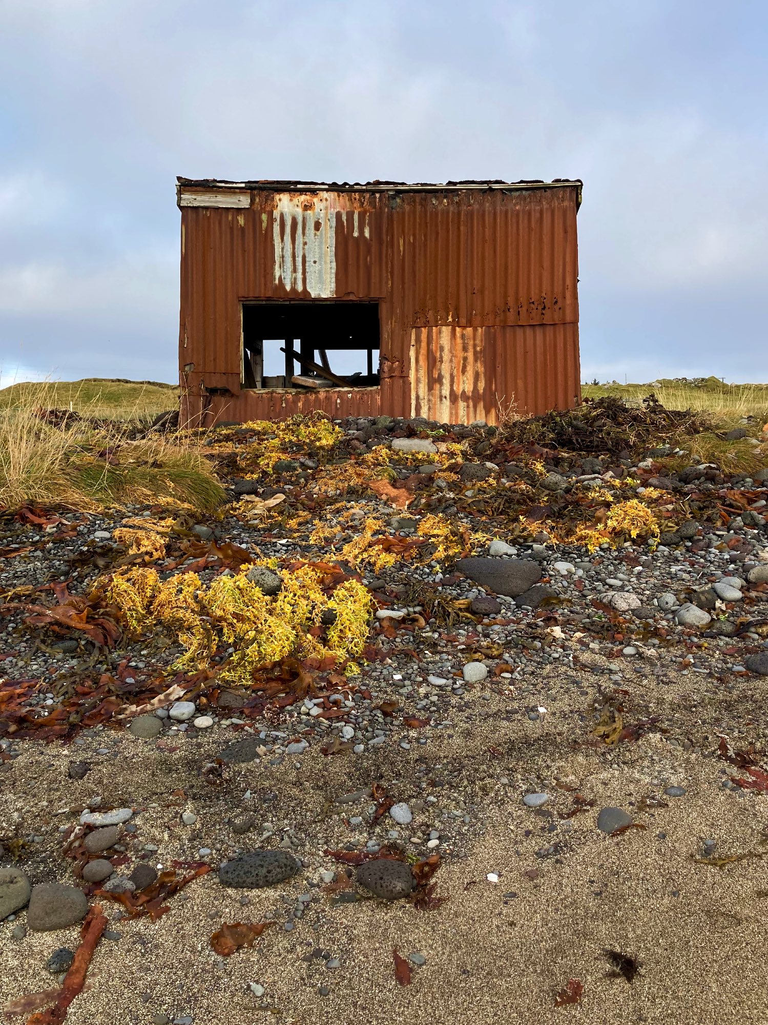 A tiny rusty shed next to the shore, surrounded by seaweed.