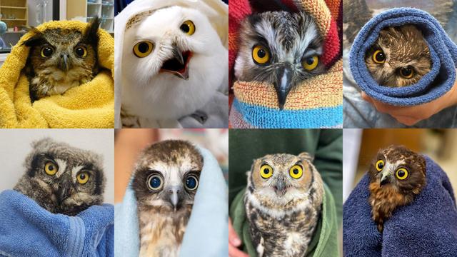 (This is the second time posting this because an update on the instance wiped the previous post -- on theme with computer gremlins and starting from scratch)

The picture is a 2 by 4 grid of owl portraits (in towels) from various clinics around the world:

1. Eurasian Eagle-Owl (Croatia)
2. Snowy Owl (Canada)
3. Long-Eared Owl (Iran)
4. Northern Saw-Whet Owl (US)
5. Spotted Eagle-Owl (South Africa)
6. Australian Boobook (Australia)
7. Great Horned Owl (US)
8. Ruru Morepork (New Zealand)
