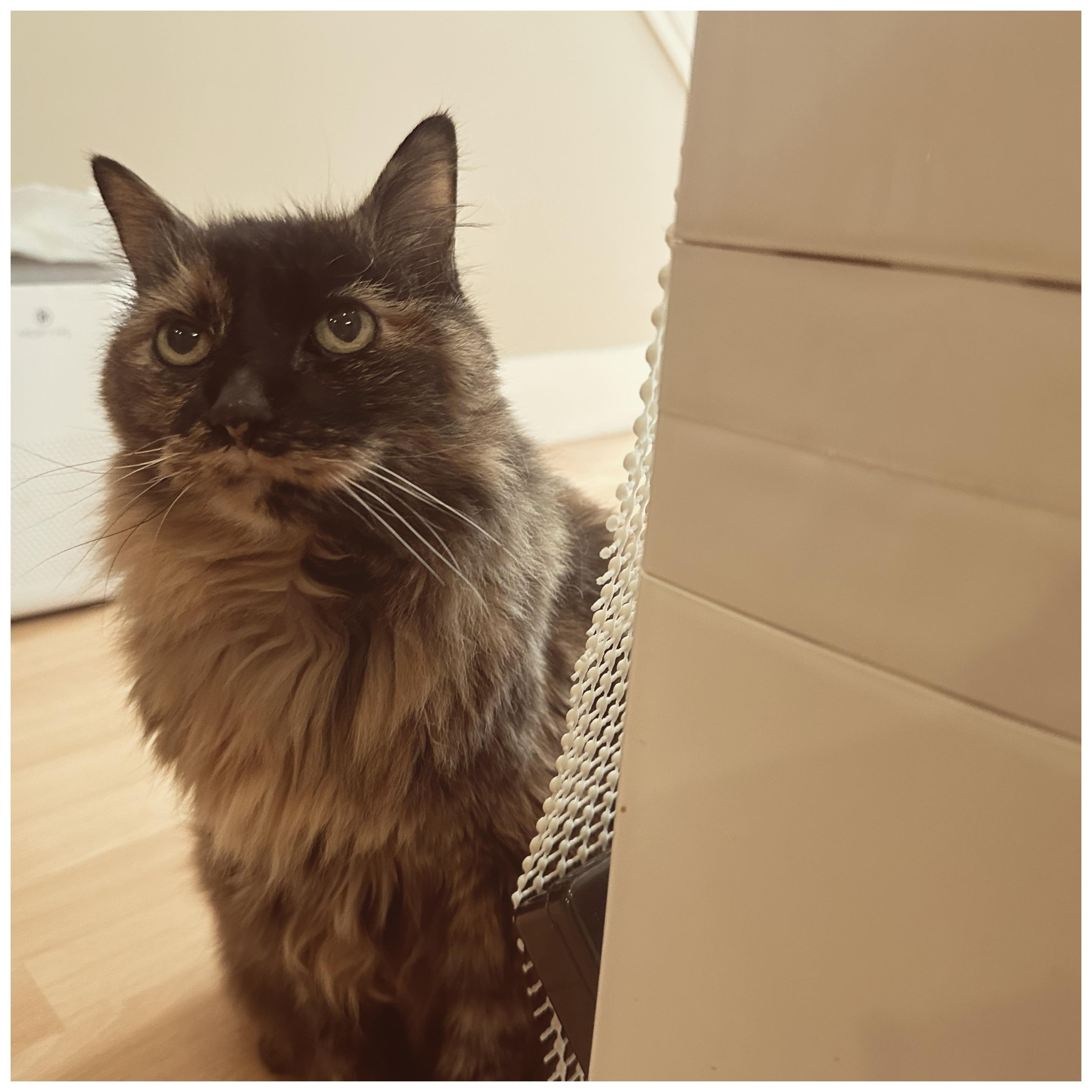 A photo of a Mila sticking her head out from around a corner, looking puzzled and curious about what I’m up to