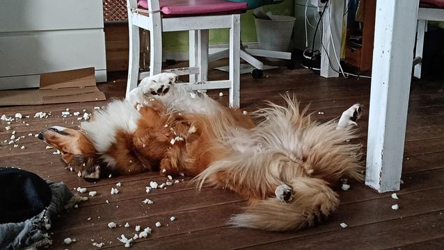 In a living room: 
A very satisfied dog laying on his back, feet outstretched, next to a disemboweled dog-bed, surrounded by the white snow-like foam remains of the bed.

White chair and legs of a table visible in the background.