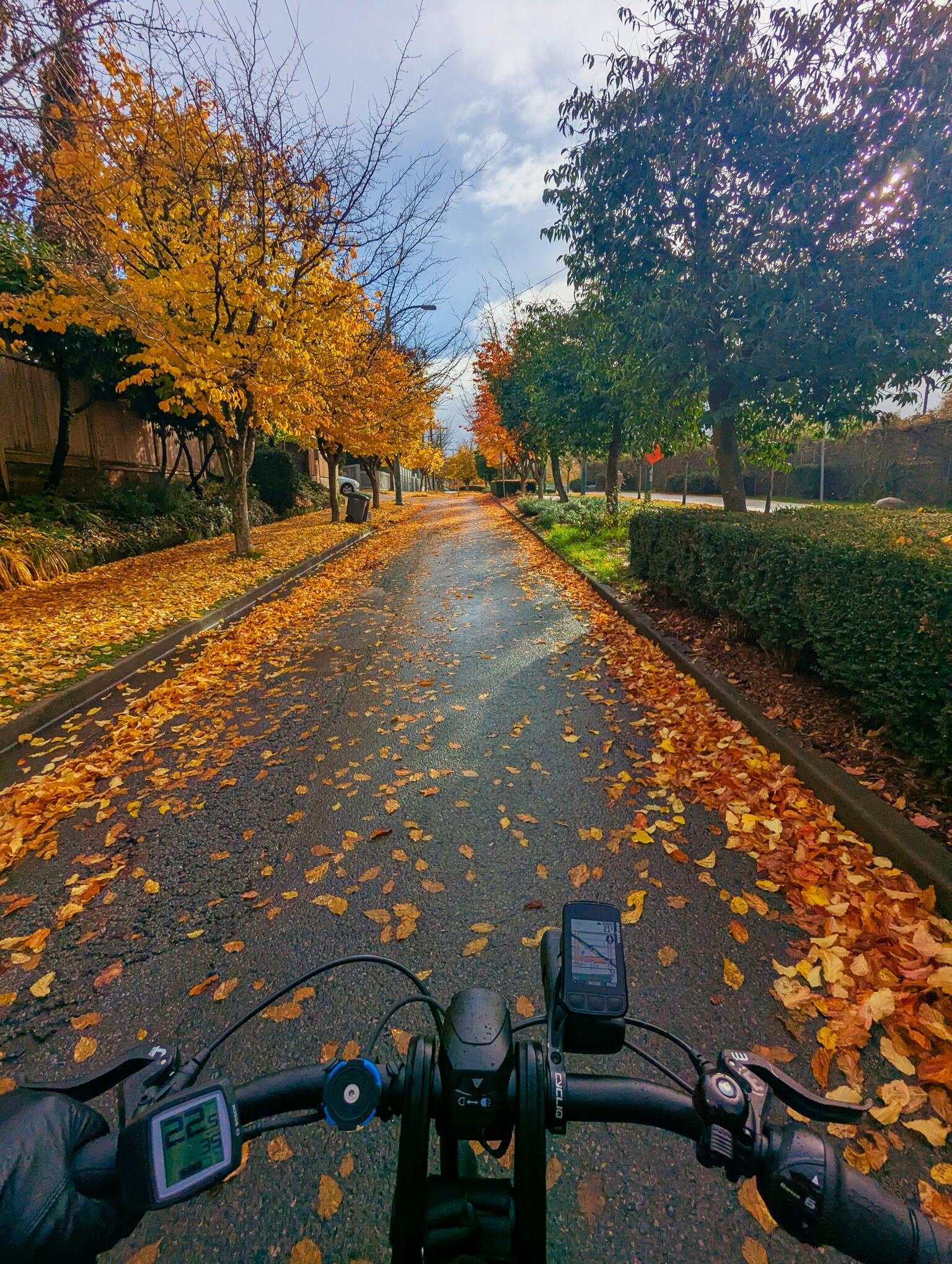 POV from bicycle handlebars; a narrow asphalt road covered in fallen yellow leaves with trees on each side