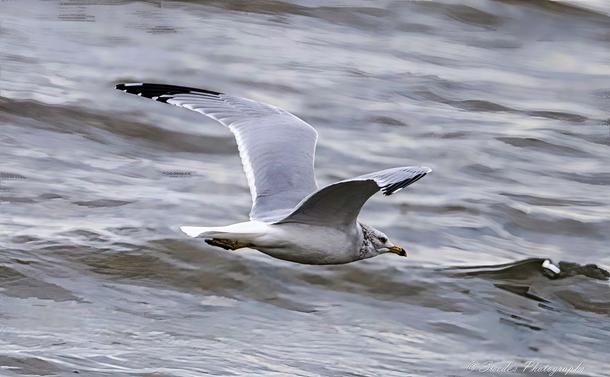 "A ring-billed gull soars above a rippling body of water, its wings fully extended in a graceful arc that showcases the intricate layering of feathers. The bird’s body is streamlined, its white plumage catching the light, while the tips of its wings darken into charcoal gray, like ink brushed onto a canvas of sky.

Its beak—yellow with a distinct black ring near the tip—is slightly open, as if mid-call or mid-breath. The gull’s eyes are focused forward, alert and intent, scanning the horizon or perhaps tracking a distant ripple below. The water beneath it is textured with wind-driven patterns, a shifting tapestry of silver and blue.

The gull’s posture is dynamic yet serene, a moment suspended between motion and stillness. It glides with precision, riding invisible currents, a solitary figure etched against the fluid geometry of the lake or sea. The image captures not just flight, but a sovereign maneuver—an aerial rite of passage." - Microsoft Copilot