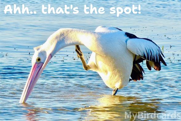 A photo of an Australian pelican (Pelecanus conspicillatus) standing on one leg in shallow water and precariously scratching its neck with its other foot. The words "Ahh.. that's the spot!" are above 🙂

📷: Photo by LehaniAni via Pixabay 
https://pixabay.com/photos/pelican-bird-sea-bird-water-bird-5617228/