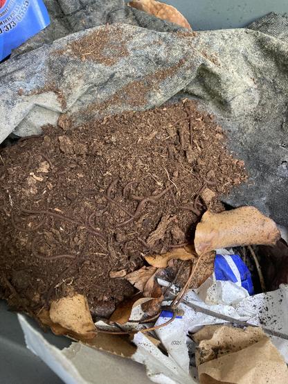 Red wiggler worms push down into dry peat moss and a specially prepared backyard worm bin to escape the sunlight.