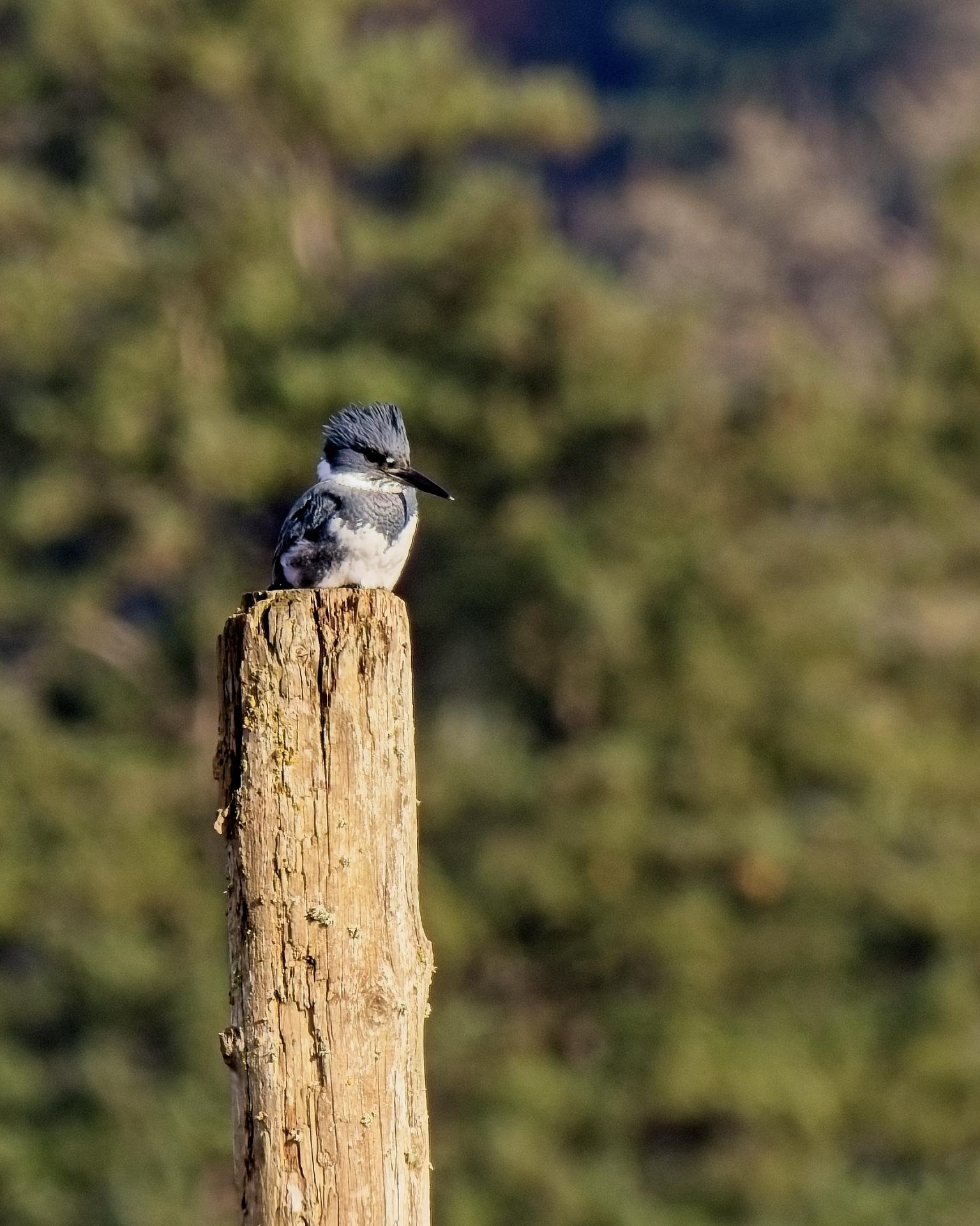A blue and white Belted Kingfisher perches on a pole. Far away fir trees blurred to green patched in the background, muddy beach at low tide below our of frame.