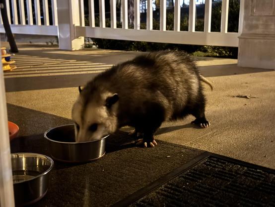 A large Virginia Opossum is on a porch drinking water from a stainless steel bowl meant for cats.