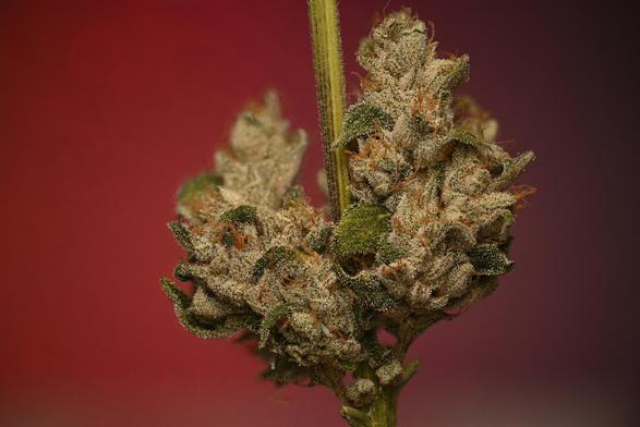 Cannabis Flower