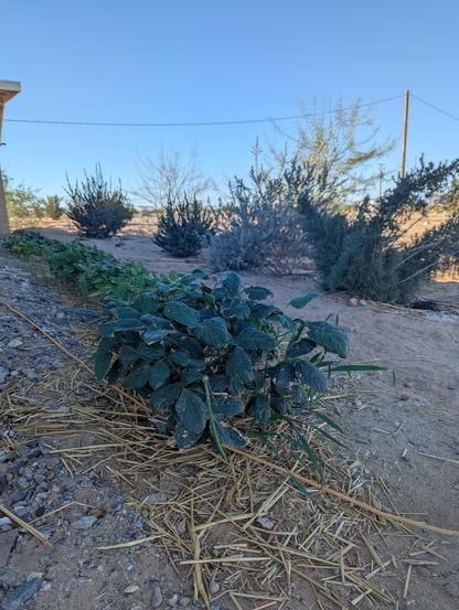 Against a blue sky and sandy soil rows of green upright bean plants extend into the background, bushy herbs such as rosemary and Texas sage create the right hand side of the frame and behind them the limbs of Palo Verde trees are present.