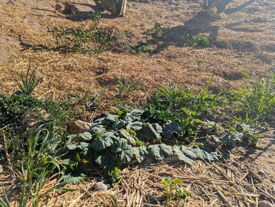 In a low depression, straw-mulched plants emerge from otherwise very sun drenched and sandy colored earth: large-leafed squash plants, orchard grasses, yellow clover, melon seedlings, and the sproutings of pepper plants as well as onions and cowpeas frame the basin and edge towards its interior