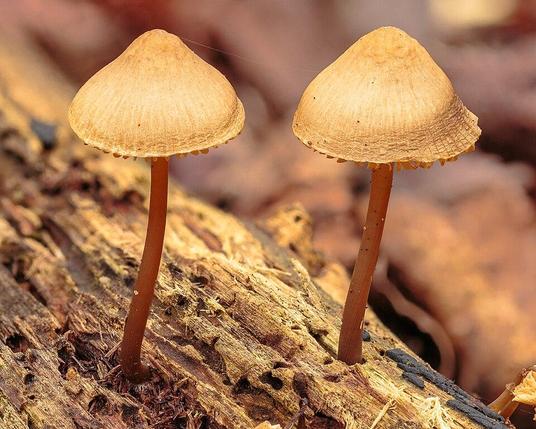 Two tender mushrooms (Mycena galericulata) on dead wood lying under the trees. Focus stack of 20 photos.