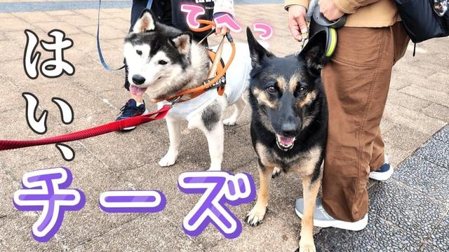 愛犬とドギーズマートへ行ったら、出会いもおやつも最高すぎました！【ジャーマンシェパード】