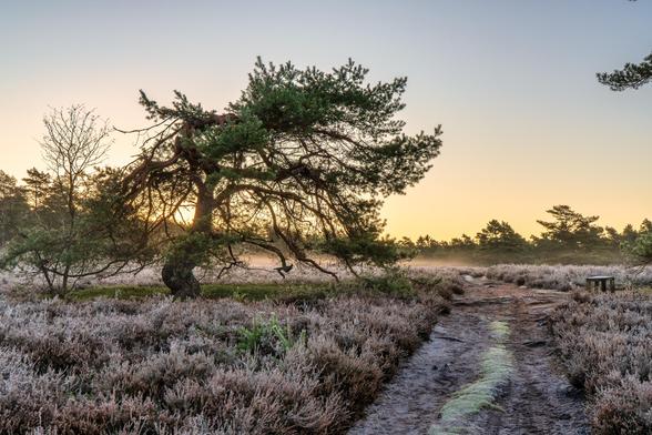Diese Szene, ebenfalls aus der Misselhorner Heide, konzentriert sich auf ein markantes Einzelelement und fängt die stimmungsvolle Morgenkälte noch intensiver ein als das vorherige Bild.
Hauptelemente:
Der Baum (Zentralmotiv): Im Mittelpunkt steht eine wunderschön geformte, knorrige Kiefer (vermutlich eine Moorkiefer oder eine Kiefer, die durch die Witterung geformt wurde). Ihre Äste sind weit und unregelmäßig ausgebreitet, was ihr eine charakteristische, fast bonsaiartige Erscheinung verleiht. Die tiefstehende Sonne scheint direkt durch die Äste und Nadeln, wodurch der Baum im Gegenlicht steht und sein Umriss hervorgehoben wird. Die Baumrinde wirkt dunkel und verdreht.
Der Boden und Bewuchs: Der Boden ist dicht bedeckt mit Heidekraut, dessen Triebe in einem Braun-Violett gehalten sind. Ein dicker weißer Reif (Frost) überzieht das Heidekraut und das Gras am Boden, was die kühle Morgenstimmung visuell unterstreicht. Die Frostschicht funkelt leicht im Sonnenlicht.
Der Weg: Rechts führt ein unbefestigter Sand- oder Schotterweg von vorne in die Tiefe des Bildes. Auch der Weg zeigt deutliche Spuren von Reif am Rand und in den Spurrillen, was seine Oberfläche dunkel und feucht erscheinen lässt.
Hintergrund und Licht: Der Horizont ist von einem leichten, bodennahen Nebel oder Dunst durchzogen, der die Landschaft im Hintergrund verschwimmen lässt und dem Bild Tiefe verleiht. Am Horizont sind die Silhouetten weiterer Kiefern sichtbar. Der Himmel ist in den warmen Farben des Sonnenaufga
