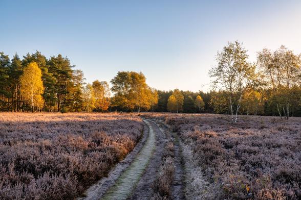 Diese Aufnahme aus der Misselhorner Heide fängt eine herbstliche Übergangsstimmung ein, bei der der Kontrast zwischen der Heidefläche und dem Waldrand besonders betont wird.
Hauptelemente:
Vordergrund (Heidefläche):
Die weite Fläche ist mit Heidekraut bedeckt, das wie in den vorherigen Bildern ein gedämpftes Violett-Braun oder Rostrot zeigt.
Der Boden und das Heidekraut sind, besonders entlang des Weges, leicht mit Reif oder Frost bedeckt, was auf einen kalten Morgen hinweist. Das frühe Sonnenlicht wirft lange Schatten und betont die Textur der reifbedeckten Pflanzen.
Der Weg:
Ein unbefestigter Feldweg zieht sich in einer sanften Kurve von der Mitte des Vordergrundes in die Tiefe des Bildes und führt auf den Waldrand zu.
Der Weg selbst ist dunkler und durch den leichten Frost an den Rändern kontrastreich zur trockeneren Mitte.
Hintergrund (Waldrand und Herbstlaub):
Der Waldrand bildet eine deutliche Grenze. Er ist eine Mischung aus dunklen Nadelbäumen (vermutlich Kiefern) auf der linken Seite und hellen Laubbäumen (vermutlich Birken und Buchen) im Zentrum und rechts.
Die Laubbäume sind in ihrer vollen Herbstfärbung und leuchten in intensivem Goldgelb und Orange. Das frühe Sonnenlicht trifft direkt auf dieses leuchtende Laub und lässt es nahezu strahlen.
Besonders rechts steht eine markante Birke mit weißer Rinde, deren Krone in hellem Gelb leuchtet.
Licht und Atmosphäre:
Die Beleuchtung ist entscheidend für die Stimmung: Die tiefstehende Sonne (wahrscheinlich von links kommen