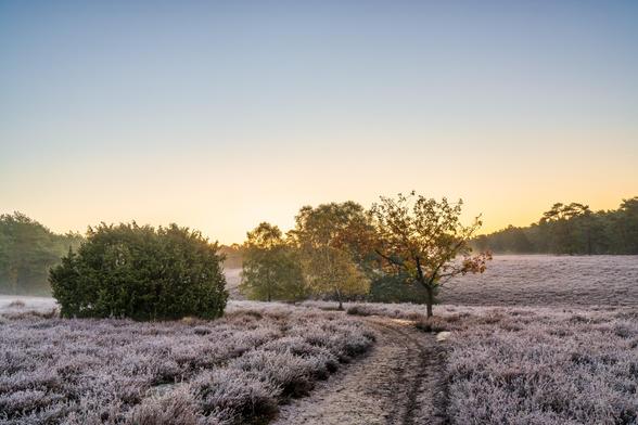Dieses Bild fängt eine besonders starke Atmosphäre eines kalten, klaren Morgens in der Misselhorner Heide ein, wobei der Reif die Landschaft fast vollständig bedeckt.
Hauptelemente:
Vordergrund (Heide und Weg):
Die gesamte offene Fläche der Heide im Vordergrund ist dicht mit Heidekraut bewachsen. Das auffälligste Merkmal ist der intensive, dicke Reif- oder Frostbelag, der das Heidekraut in ein helles, fast weiß-violettes Gewand hüllt. Die Textur der Landschaft wirkt dadurch spröde und funkelnd.
Ein unbefestigter Weg führt in einer leichten Kurve von der Bildmitte in die Tiefe. Der Weg selbst ist dunkler und feucht, mit Reifspuren an den Rändern, wodurch er einen starken Kontrast zur hell gefrosteten Heide bildet.
Zentrale Baumgruppe:
In der Mitte des Bildes steht eine kleine Gruppe von Bäumen und Sträuchern, die den Weg flankiert:
Links dominiert ein großer, runder Strauch oder Busch (möglicherweise ein Wacholder oder eine junge Kiefer) mit dunklem, sattem Grün, das kaum vom Reif bedeckt ist.
Rechts daneben stehen Laubbäume, die ihre Herbstfärbung zeigen – von hellem Gelb bis zu Orange-Rot. Einer der Bäume rechts (vermutlich eine Eiche oder Birke) hat noch einige rötlich-orange Blätter, die im Sonnenlicht leuchten.
Die Bäume rahmen den Blick auf den Horizont.
Hintergrund und Licht:
Hinter der Baumgruppe und weiter rechts ist der Waldrand sichtbar, der dunkle Silhouetten von Kiefern und Nadelbäumen zeigt.
Der Horizont ist von einem warmen, sanften Goldgelb durchzogen, das sich