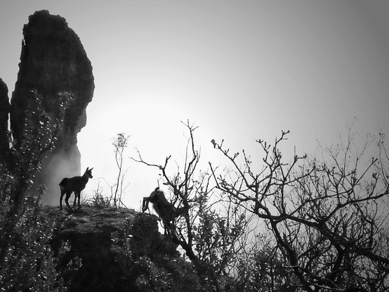 deux chamois au bord de la falaise dans une image en noir et blanc. L'un attend, l'autre est en train de descendre vers un ravin arboré