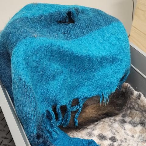 Eäinlääkärin pöydällä kissan kuljetuskopan alaosa, jossa sinisen viltin alta pilkottaa vähän keräillä olevan kissan häntää.